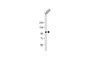 Anti-ADTS17 Antibody (N-term) at 1:2000 dilution +  whole cell lysate Lysates/proteins at 20 μg per lane. (ADAMTS17 antibody  (N-Term))