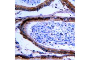Immunohistochemical analysis of GCNT7 staining in human testis formalin fixed paraffin embedded tissue section. (GCNT7 antibody  (C-Term))