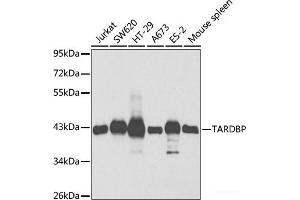 Western blot analysis of extracts of various cell lines using TARDBP Polyclonal Antibody at dilution of 1:1000. (TARDBP antibody)