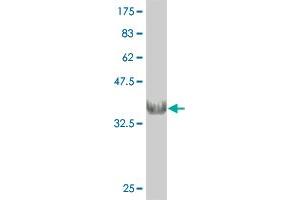 Western Blot detection against Immunogen (37. (CHRNB1 antibody  (AA 24-128))