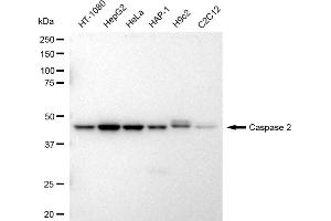 anti-Caspase 2, Apoptosis-Related Cysteine Peptidase (CASP2) antibody