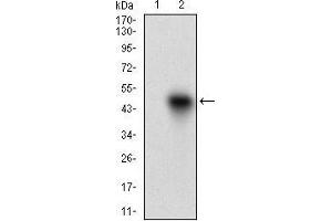 Western blot analysis using ROR2 mAb against HEK293 (1) and ROR2 (AA: 59-155)-hIgGFc transfected HEK293 (2) cell lysate.