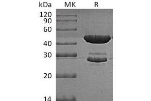 Tryptophan Synthetase protein (His tag)