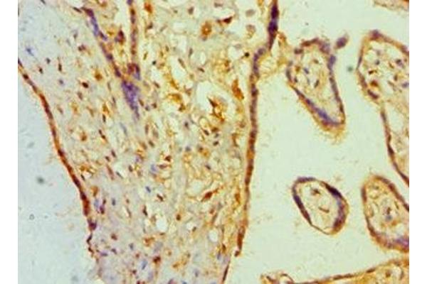 BAMBI antibody  (AA 21-152)