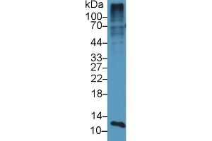 Western Blot; Sample: Mouse Placenta lysate; Primary Ab: 1µg/ml Rabbit Anti-Mouse S100A4 Antibody Second Ab: 0.
