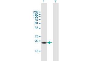 Western Blot analysis of TNFSF18 expression in transfected 293T cell line by TNFSF18 MaxPab polyclonal antibody. (TNFSF18 antibody  (AA 1-177))
