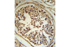 INHA Antibody (N-term) (ABIN390680 and ABIN2840974) IHC analysis in formalin fixed and paraffin embedded human testis tissue followed by peroxidase conjugation of the secondary antibody and DAB staining. (Inhibin alpha antibody  (N-Term))