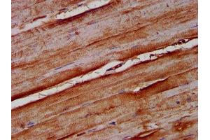 IHC image of ABIN7161669 diluted at 1:100 and staining in paraffin-embedded human skeletal muscle tissue performed on a Leica BondTM system. (NOMO1 antibody  (AA 918-1044))