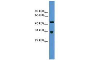 Image no. 1 for anti-Prodynorphin (PDYN) (AA 71-120) antibody (ABIN6746613) (PDYN antibody  (AA 71-120))