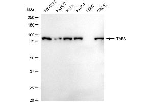Western blotting analysis using TAB3 antibody (ABIN7800534).