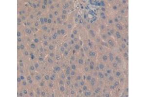 Figure. (INHBE antibody  (AA 237-350))