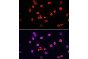 Immunofluorescence analysis of HeLa cells using MYCT1 antibody (ABIN7268717) at dilution of 1:100. (Myc Target 1 antibody  (AA 99-235))