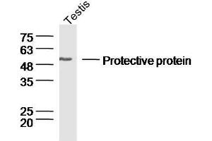 Mouse testis lysates probed withRabbit Anti-Lysosomal Protective Protein Polyclonal Antibody, Unconjugated  at 1:300 overnight at 4˚C. (CTSA antibody  (AA 401-480))