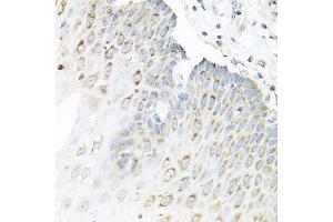 Immunohistochemistry of paraffin-embedded human esophagus using STAU1 antibody. (STAU1/Staufen antibody  (AA 426-577))