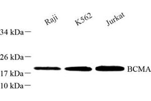 Western blot analysis of BCMA (ABIN7076067) at dilution of 1: 250 (BCMA antibody)