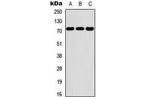 Western blot analysis of PKR expression in THP1 (A), NS-1 (B), PC12 (C) whole cell lysates. (EIF2AK2 antibody  (C-Term))