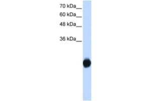 Western Blotting (WB) image for anti-Kv Channel Interacting Protein 2 (KCNIP2) antibody (ABIN2461159) (KCNIP2 antibody)