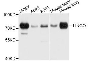 Western blot analysis of extract of various cells, using LINGO1 antibody. (LINGO1 antibody)