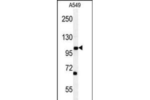 DPY19L2 Antibody (C-term) (ABIN653972 and ABIN2843920) western blot analysis in A549 cell line lysates (35 μg/lane). (DPY19L2 antibody  (C-Term))