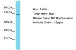 Image no. 1 for anti-Nucleoporin Like 1 (NUPL1) (AA 203-252) antibody (ABIN6750492)