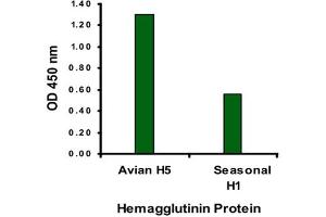 ELISA analysis of Avian Influenza Hemagglutinin protein with 1 ug/mL Avian Influenza Hemagglutinin polyclonal antibody .