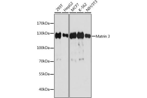 MATR3 antibody  (AA 747-847)