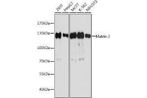 Western blot analysis of extracts of various cell lines, using Matrin 3 antibody (ABIN7268415) at 1:1000 dilution.