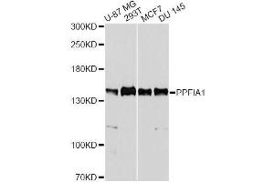 Western blot analysis of extracts of various cell lines, using PPFIA1 antibody. (PPFIA1 antibody  (AA 660-800))