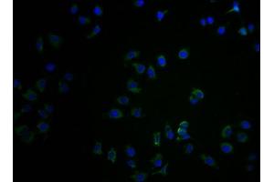 Immunofluorescence staining of A549 cells with ABIN7148487 at 1:100, counter-stained with DAPI. (CNTNAP3B antibody  (AA 26-256))