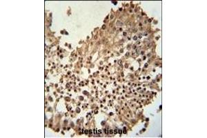 CCDC42 Antibody (Center) (ABIN651209 and ABIN2840131) immunohistochemistry analysis in formalin fixed and paraffin embedded human testis tissue followed by peroxidase conjugation of the secondary antibody and DAB staining. (CCDC42 antibody  (AA 121-150))