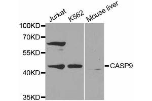 Western blot analysis of extracts of various cell lines, using CASP9 antibody. (Caspase 9 antibody)