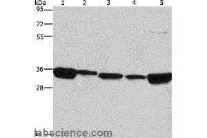 Western blot analysis of 293T, A431, NIH/3T3, hela and hepG2 cell, using ELAVL1 Polyclonal Antibody at dilution of 1:667