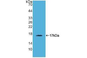 Western blot analysis of recombinant Simian CD40L. (CD40 Ligand antibody  (AA 180-261))
