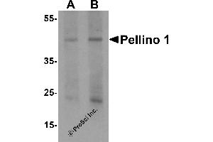 Western Blotting (WB) image for anti-Pellino E3 Ubiquitin Protein Ligase 1 (PELI1) (C-Term) antibody (ABIN1077389) (Pellino 1 antibody  (C-Term))