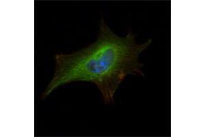 Immunofluorescence analysis of NIH/3T3 cells using FMR1 mouse mAb (green). (FMR1 antibody)