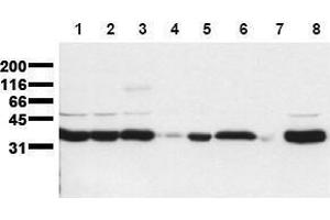 Western Blotting (WB) image for anti-phospholipid Scramblase 1 (PLSCR1) (N-Term) antibody (ABIN126886) (PLSCR1 antibody  (N-Term))