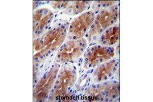 SAMD9 Antibody immunohistochemistry analysis in formalin fixed and paraffin embedded human stomach tissue followed by peroxidase conjugation of the secondary antibody and DAB staining.