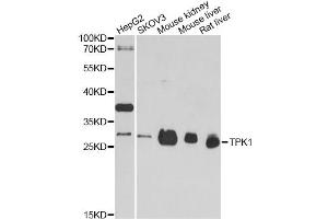 Western blot analysis of extracts of various cell lines, using TPK1 antibody. (TPK1 antibody)