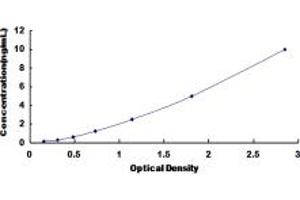 ABCC12 ELISA Kit
