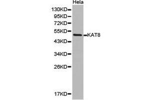 Western Blotting (WB) image for anti-K(lysine) Acetyltransferase 8 (KAT8) antibody (ABIN1873359) (MYST1 antibody)