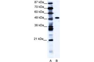 Western Blotting (WB) image for anti-Zinc Finger Protein 541 (ZNF541) antibody (ABIN2460160) (ZNF541 antibody)
