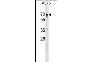 USP17L2 Antibody (C-term)  western blot analysis in  cell line lysates (35 μg/lane). (USP17L2 antibody  (C-Term))