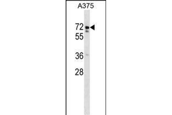 USP17L2 antibody  (C-Term)