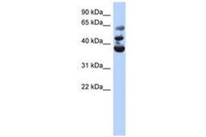 Image no. 1 for anti-NOP2/Sun Domain Family, Member 3 (NSUN3) (AA 143-192) antibody (ABIN6743498)