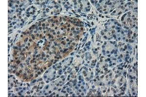 Immunohistochemical staining of paraffin-embedded pancreas tissue using anti-SLC18A2 mouse monoclonal antibody. (SLC18A2 antibody)