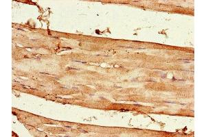 Immunohistochemistry of paraffin-embedded human skeletal muscle tissue using ABIN7167652 at dilution of 1:100