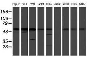 Image no. 2 for anti-RuvB-Like 2 (E. Coli) (RUVBL2) (AA 113-370) antibody (ABIN1490851) (RUVBL2 antibody  (AA 113-370))
