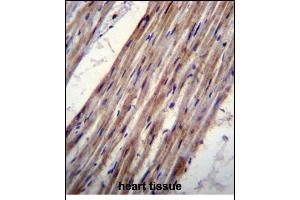 KCNJ8 Antibody (N-term) (ABIN656236 and ABIN2845552) immunohistochemistry analysis in formalin fixed and paraffin embedded human heart tissue followed by peroxidase conjugation of the secondary antibody and DAB staining. (KCNJ8 antibody  (N-Term))