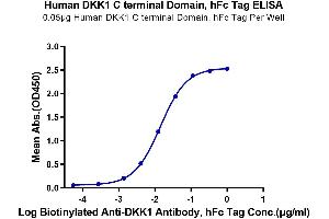 Immobilized Human DKK1 C terminal Domain, hFc Tag at 0. (DKK1 Protein (AA 178-266, C-Term) (Fc-Avi Tag))