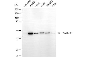 Western blotting analysis using flotillin 2 antibody (ABIN7798634).